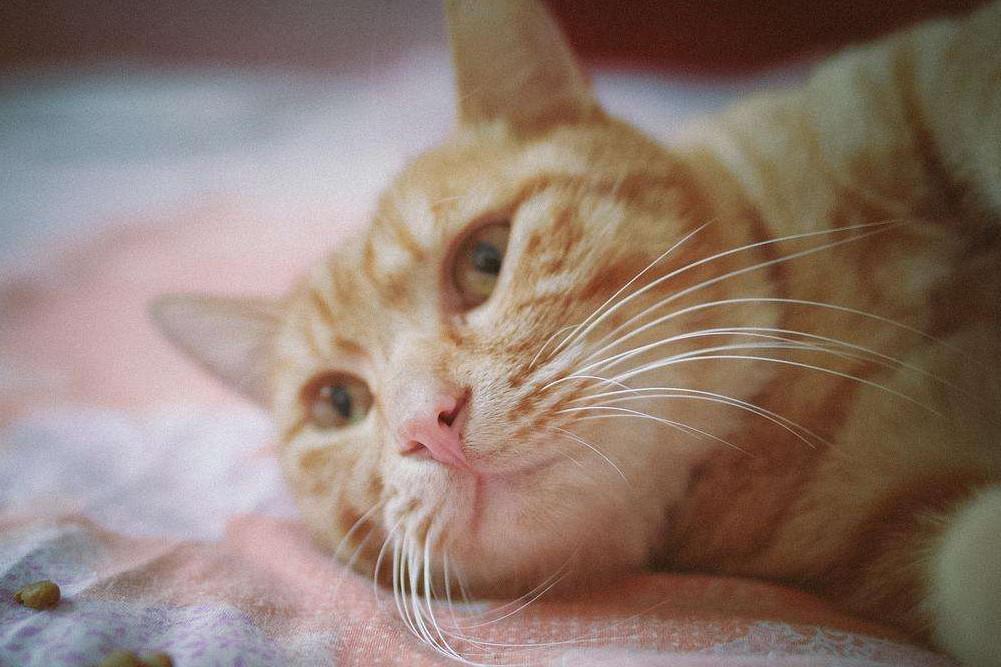 國產(chǎn)三大安全貓糧品牌及其在食品互聯(lián)網(wǎng)銷售中的特點(diǎn)